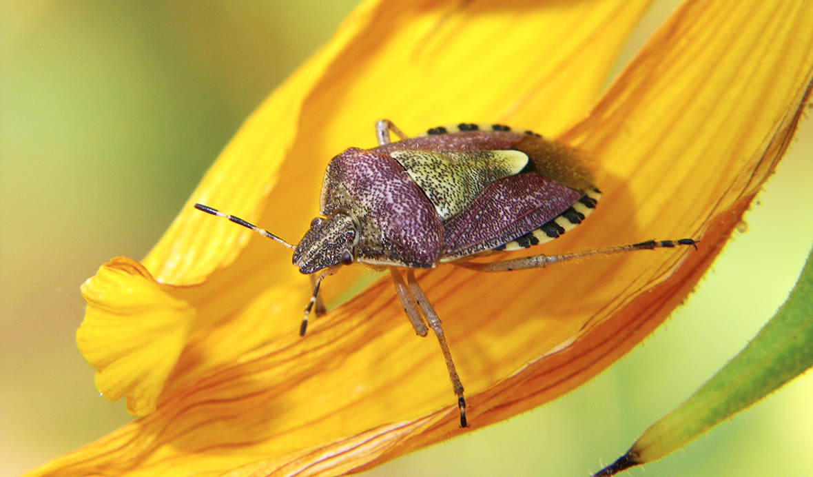 cimice